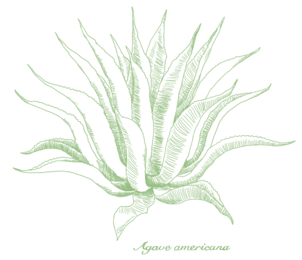 Алоэ карандашом