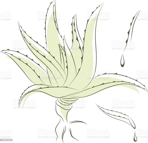 Алоэ для рисования