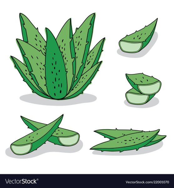 Алоэ схематично