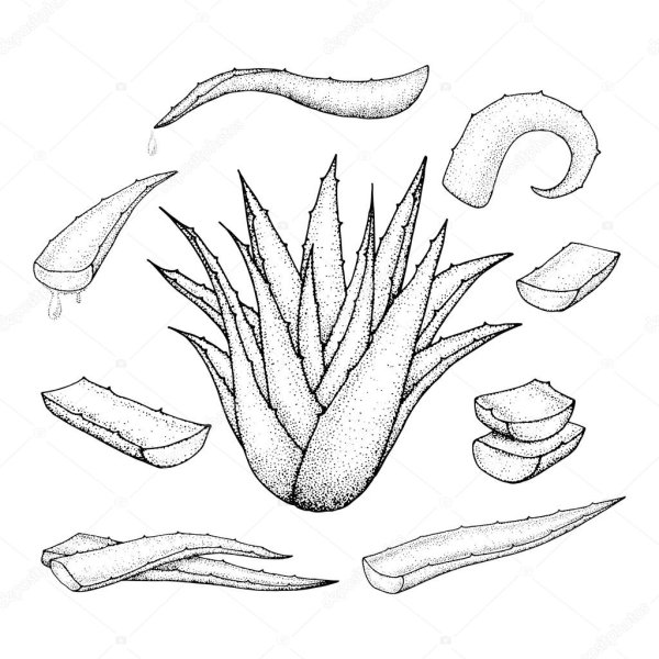 Алоэ рисунок от руки вектор