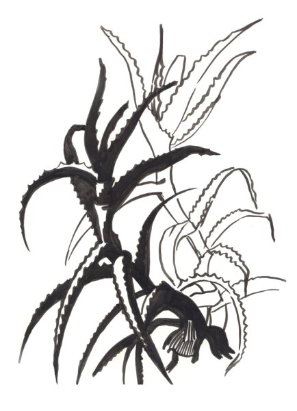 Зарисовки алоэ