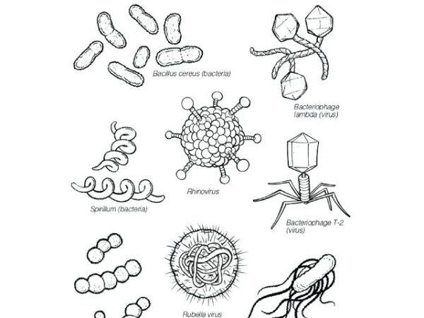 Вирус карандашом