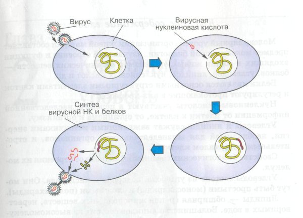 Цикл размножения вирусов схема