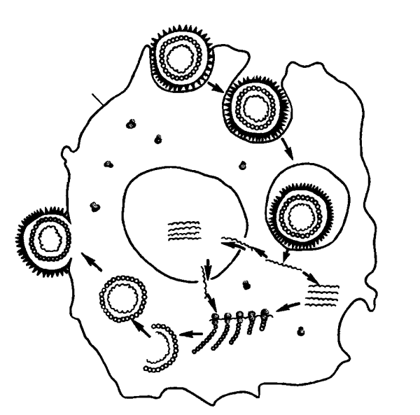 Стадии репродукции вирусов схема