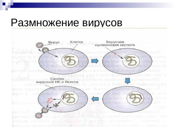 Размножение вируса в клетке схема