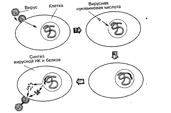Цикл развития вирусов схема