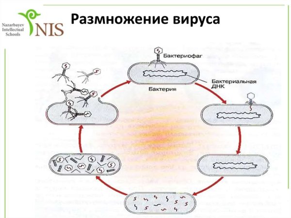 Стадии размножения вирусов в клетке