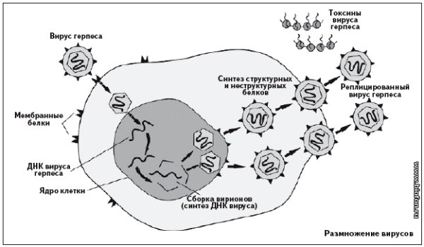 Жизненный цикл вируса герпеса