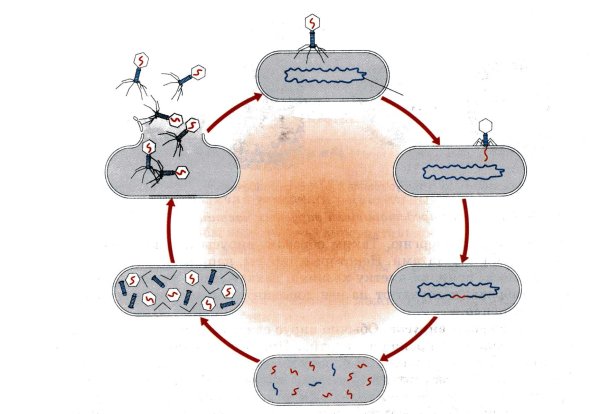 Этапы жизненного цикла вируса
