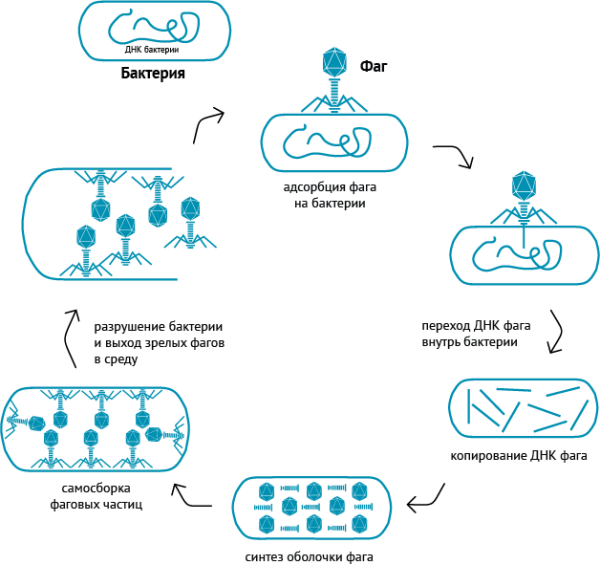 Схема взаимодействия бактериофага с бактериальной клеткой
