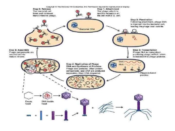 Вирусы и бактерии схема