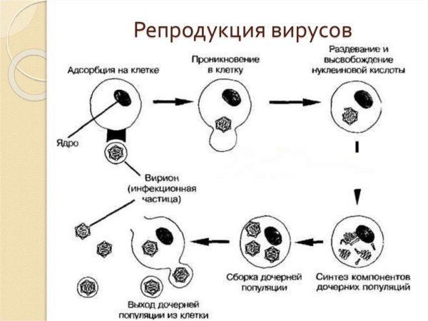 Стадии репродукции вирусов микробиология
