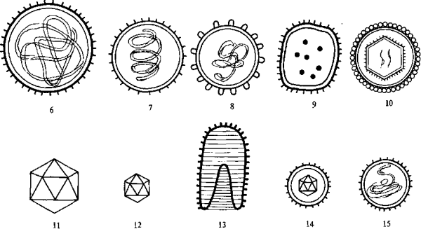 Формы вирионов вирусов микробиология