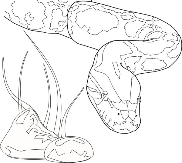 Питон раскраска для детей