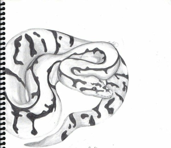 Королевский питон эскиз