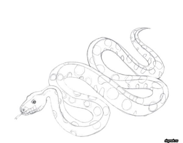 Песчаный удавчик раскраска