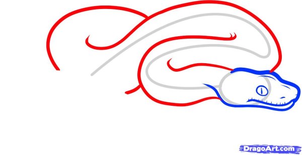 Боа рисунок карандашом поэтапно