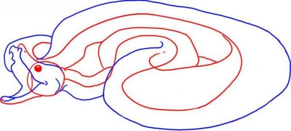 Нарисовать питона поэтапно карандашом