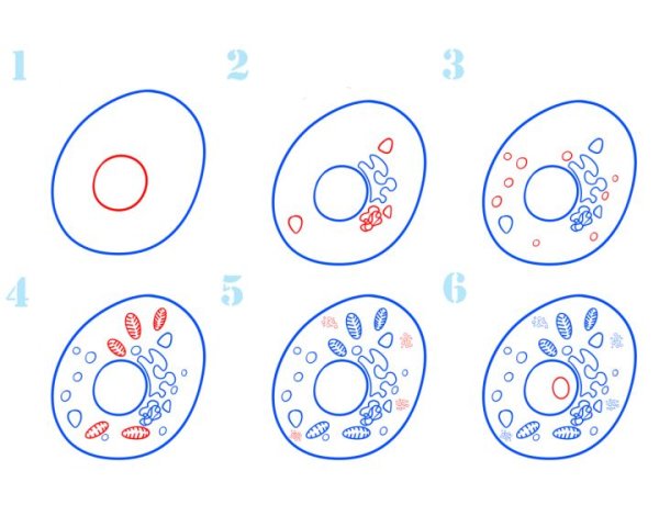 Как рисуется клетка человека