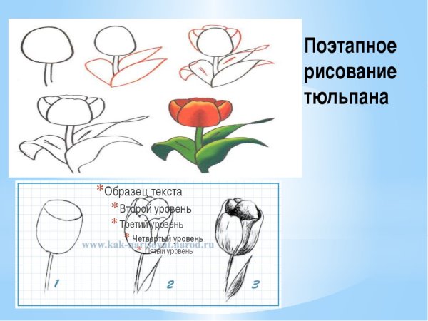 Поэтапное рисование тюльпана