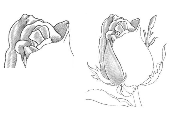 Урок рисования розы карандашом