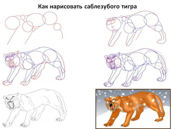 Нарисовать Саблезубого тигра поэтапно
