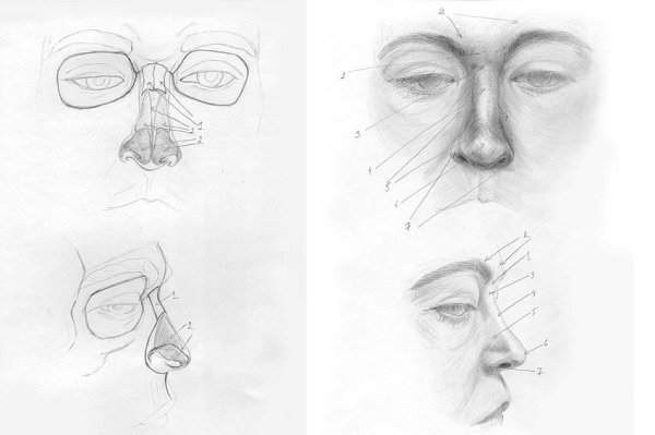 Части лица карандашом