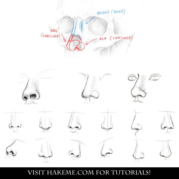 Анатомия человека для рисования нос