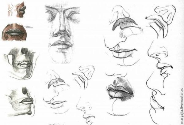 Баммес анатомия губы