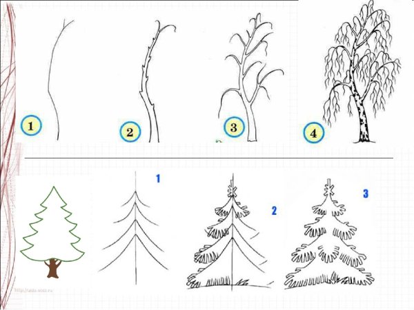 Поэтапное рисование дерева