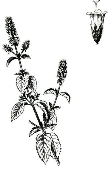 Мята перечная Фармакогнозия