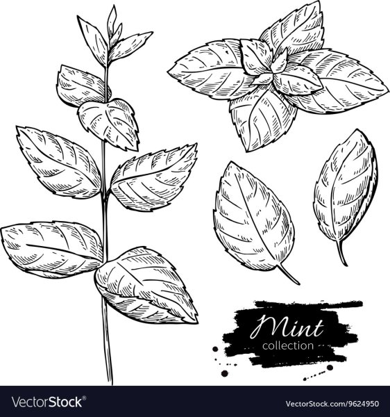 Мята перечная листья Vektor
