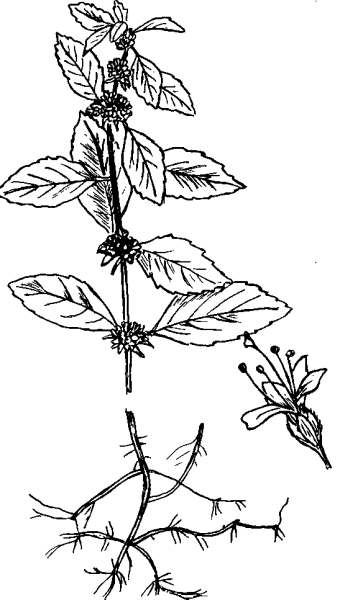 Мята перечная раскраска