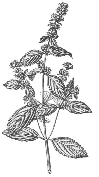 Мята перечная соцветие