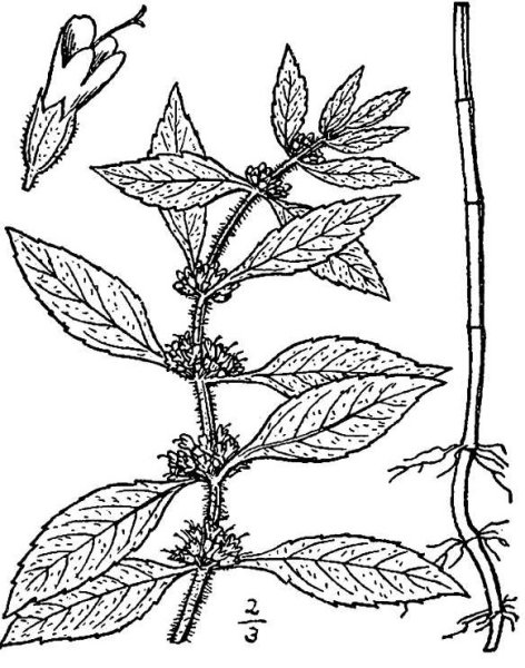 Мята перечная