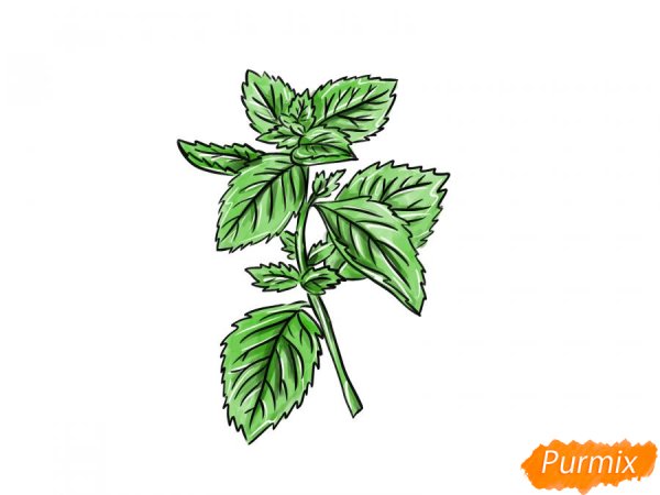 Мята раскраска для детей