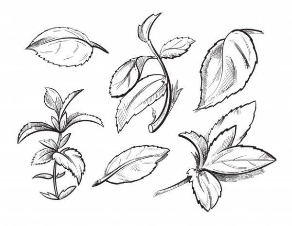 Мята Графика