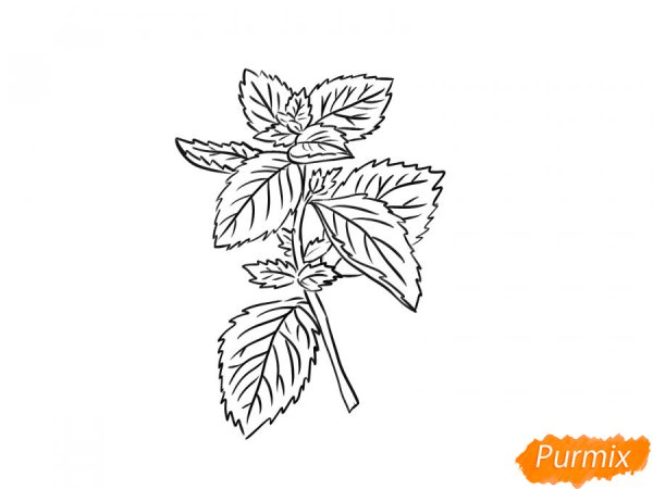 Мята мультяшная