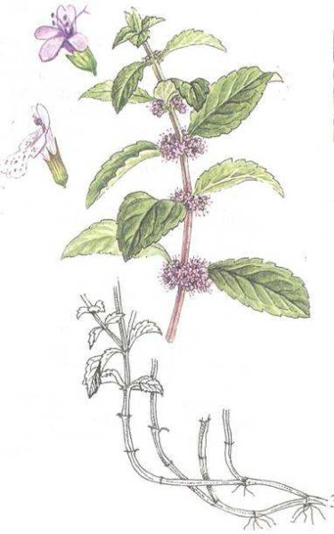 Листы мята перечная зарисовка