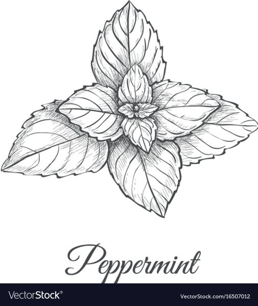 Лекарственные растения рисунки