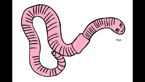 Дождевой червь рисунок