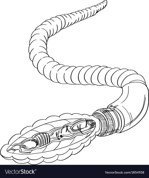 Червь карандашом
