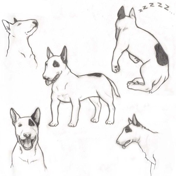 Анатомия английский бультерьер