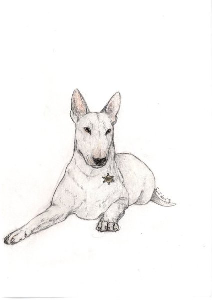 Бультерьер рисунок легкий