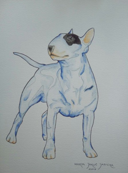 Анатомия английский бультерьер