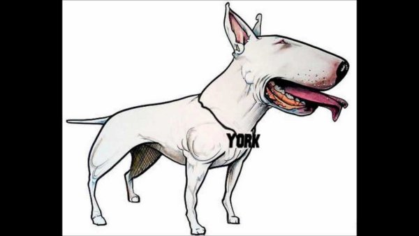 Бультерьер карикатура