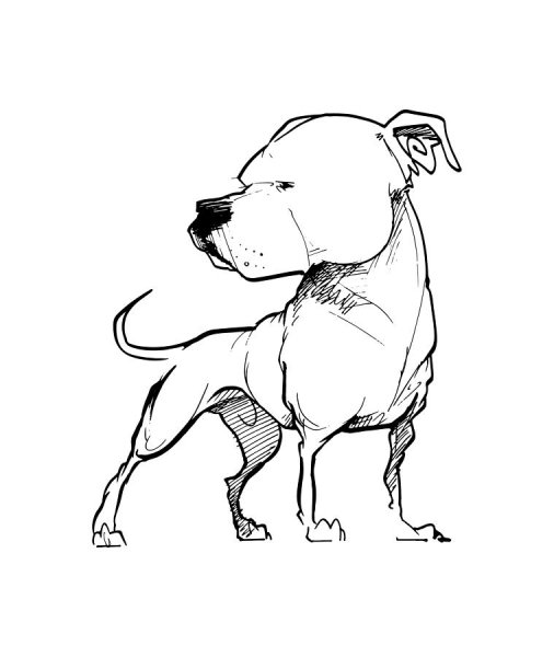 Собака сзади рисунок