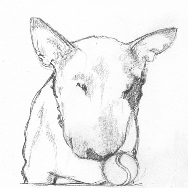 Лайн бультерьера