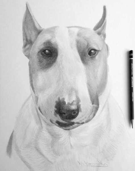 Голова бультерьера эскиз