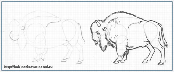ЗУБР поэтапное рисование
